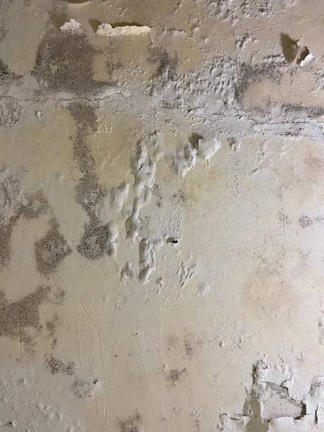 Best Commercial Mold Removal  in Centerville, GA