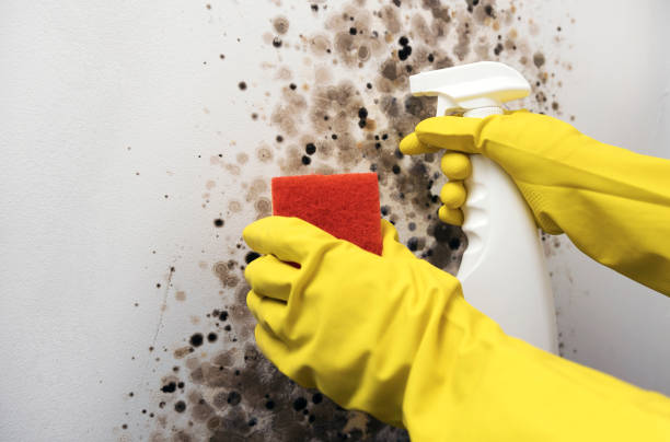Best Mold Removal Process  in Centerville, GA